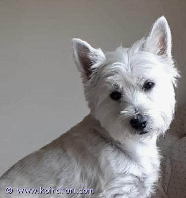 myydään westie www.koiratori.com-ilmoitus Kaunis, terve ja hyvä luontoinen melkein 2-vuotias (s.15.11.2023) westie narttu. Se on synnyttänyt onnistuneesti yhden pentueen, jossa oli neljä pentua. Sillä on kaikki ylläpitorokotukset ajantasalla. Koirista joudutaan luopumaan omistajan vakavan ja parantumattoman sairauden vuoksi.
Myös kaksi westie pentua.