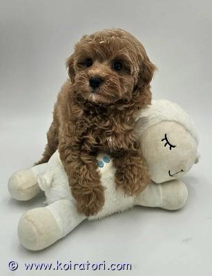 myydään maltipoo www.koiratori.com-ilmoitus Kaunis, luovutusikuinen 2 kk täyttäänyt narttupentu vapaana. Pentu on moneasti  madotettu, eläinlääkärin tarkastama, siru, annettu ensirokote oo ja merkattu kaikki eu passiin. Vanhemmat ruskea kääpiövillakoira emo ja malta koira isä. Molemmat sosiaaliset, hyväluonteisia, terveitä pikkukoiria.pennun aikuspaino nlin 3 kg, kysy lisä