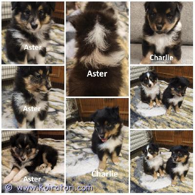 MYYDääN shelti www.koiratori.com-ilmoitus The kennel is now accepting reservations for sheltie puppies: 2 tricolor males.
the puppies are about 2 months old.
they will be ready to go to their new families in late october or early november.
the puppies are healthy, both from their parents. Both parents have excellent cea (eye) and dysplasia testing results.
each puppy will have an ekl/fci pedigree, a european passport, a microchip, age-appropriate vaccinations, and a sales contract.
i have whatsapp and viber.

kennel ottaa nyt vastaan varauksia 2 tricolor shelti-urokselle.
pennut ovat noin 2 kuukauden ikäisiä.
ne ovat valmiita muuttamaan uusiin koteihinsa lokakuun lopulla tai marraskuun alussa.
pennut ovat terveitä, molemmat vanhemmistaan. Molemmilla vanhemmilla on erinomaiset cea- (silmä) ja dysplasiatestien tulokset.
jokaisella pennulla on ekl/fci-sukutaulu, eurooppalainen passi, mikrosiru, ikätasoiset rokotukset ja kauppakirja.
minulla on whatsapp ja viber.