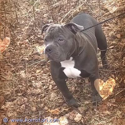 myydään amerikanbylli www.koiratori.com-ilmoitus Reilu 3 vuotias bully pocket uros etsii hyvää kotoa. Koirassa ei ole vikaa,omanelämän tilanteen vuoksi joudumme hänestä luopumaan.
omistaa abck rekisteri .

pojan nimi on roki.
roki on raukkaudenkipeä, leikkisä ja fiksu koira.

energiaa riittää ja jaksaa hienosti pitkiä lenkkejä, ja osaa kotona hienosti rauhoittua.

ei tule toimeen muiden koirien kanssa, eli ainoaksi .ollut yksin koko elämänsä. Rakastaa huomio

asuu varkaus.

soitot suoraan numeroon , en vastaa s postiin.

hinta 600€, ei osamaksulla


hinta: 600

ilmoittaja: anneli varkaus


puhelin:  040 9446295

lähetä sähköpostia ilmoittajalle: veijobollstrom093@gmail.com