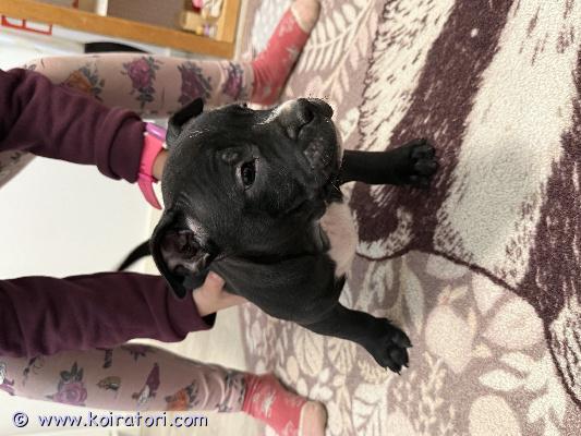 myydään bully www.koiratori.com-ilmoitus Kaksi suloista rohkeaa tyttöä ilman kotia!
tottuneet lapsiin, ulkoiluun, 
syntyneet 8.9.2025, sirutettu, eläinlääkärin tarkastettu, madotettu.
vanhemmat hienoja terveitä koiria. 
ovat juuri tulleet luovutusikään. 
kerro itsestäsi ja millainen koti olisi tarjota!