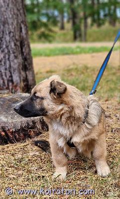 myydään monirotu www.koiratori.com-ilmoitus Uutta rakastavaa kotia etsii monirotuinen uros iivan, 7kk 10- 12kg uros. On sirutettu, rokotettu .viime viikolla on tehty tarkastus( Haapajärven eläinlääkäri) kaikki on kunnossa.
 poika on älykäs ja viisas.ei ole metsästysvetoa, voi olla pihassa yksi . 

iivan on maailman ihanin koira, perheelleen omistautunut lojaali ystävä. Tulee loistavasti toimeen koiran kanssa.
on elänyt narttujen ja urosten kaverina,

iivan on tavattoman lempeä ja rakastaa kaikkia, joten ei sovellu minkäänsortin vahtikoiraksi. Iivan on rauhallinen . Rakastaa viettää aikaa oman perheen ja ihmisen kanssa. Osallistuu mielellään kaikkeen aina siivouksesta remontointiin. 
Yksinäistä ei hänen kanssa tule koskaan.todellla viisas ja älykäs.
uudella perheellä/omistajalla tulee olla koirakokemusta. Iivan on hyvin helppo koira, ja tarvitsee lempeän omistajan.
. Ei ole koskaan elänyt ainoana koirana.
Sisäsiisti ! Asunut 0-7 kk ok talossa.
jos kiinnostuit niin toimi näin: kirjoita viesti alla olevaan sähköpostiin. Esittele viestissä itsesi/perheesi ja kerro, minkälaisen kodin voisit koiralle tarjota. Kerro viestissä myös koirakokemuksestasi ja yleisesti ajatuksista koiran kanssa elämisestä. Viestissä voit esittää tietysti koirasta ja sen taustoista lisäkysymyksiä, joihin vastaan mielelläni.
kiitos!l luovutuksen syy keron ostajalle paikkan päälle. Wa toimii ?040 3200116?
Syntymänaa - Latvia, kaikki paperit on kunnossa. Tervetuloa tutustumaan !! 
