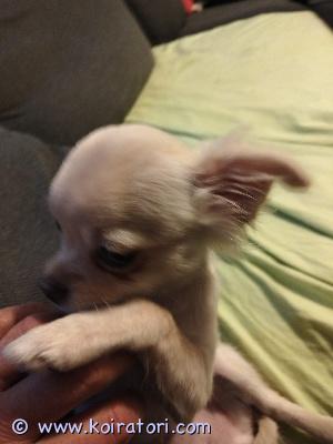 myydään chihuahua www.koiratori.com-ilmoitus Ihana sosiaalinen 4kk uros. Luovutus heti. Rokotettu, sirutettu.lisätietoja anskulin78@gmail.com