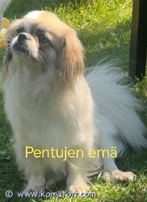 myydään tipsumix www.koiratori.com-ilmoitus Varattavissa 29.9 syntyneet tiibetinspanielin ja maltan koiran pennut. Pennut luovutusikäisiä 24.11 8 vkoisena eläinlääkärin tarkastamia, sirutettuna ja kahden vkon välein madotettuina.pennuista ruskea/musta/valkoinen on tyttö ja loput poikia.