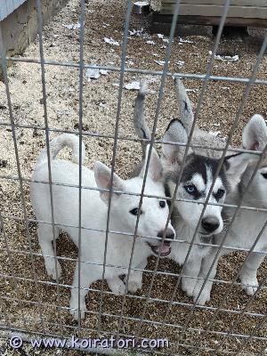 myydään husky-mix www.koiratori.com-ilmoitus Myydään kaksi husky-saarloos mix narttu pentua. Pennut ovat syntyneet 03.08.2025  Suomessa eli ovat jo luovutusikäisiä. Pennut luovutetaan rokotettuina, sirutettuina, useasti madotettuina ja eläinlääkärin tarkastamina (tästä kirjallinen todistus mukaan).Pentuja ei luovuteta kerrostaloon eikä ensimmäiseksi koiraksi. Pennut ovat tottuneet toisiin koiriin ja kodin ääniin ja ovat nyt jo jokseenkin sisä siistejä. Nämä ovat iloisia, todella ihmisrakkaita ja erittäin aktiivisia hännän heiluttajia. Pennuissa on kahta erittäin aktiivista ja omapäistä rotua, siksi luovutetaan vain osaavalle, kokeneelle henkilölle. Pennuista kasvaa noin 25- 35kg sillä isä on iso 40kg poika. Jos kuulostaa teille sopivilta karvakorvilta niin ota yhteyttä ja kerron mielelläni lisää pennuista, vanhemmista ja roduista. Otathan yhteyttä vain jos pystyt tarjoamaan pennuille aktiivisen ja rakastavan kodin.