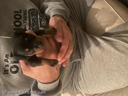 myydään japanesechin www.koiratori.com-ilmoitus Myydään japanecechin/venäjäntoy mis uros sirutettuna madotettuna ja eläinlääkärin tarkastamana koiravirastoon rekisteröitynä luovutus ikäinen 21.11 musta-ruskea,rohkea pentu.ei osamaksua