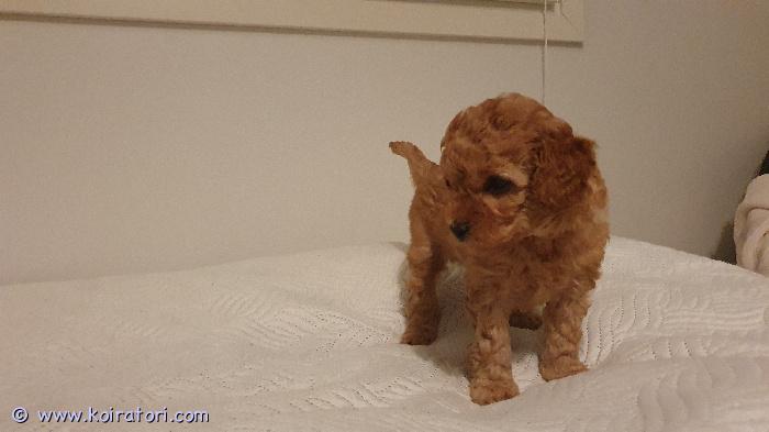 myydään Villakoiramix www.koiratori.com-ilmoitus Suomessa 22.9. syntyneet pienet villakoiramix pennut. Luovutus mahdollinen viikolla 47. Vapaana yksi ruskea urospentu.

Pennut ovat tottuneet kodin ääniin ja käsittelyyn sekä lapsiin. Pennut on asianmukaisesti madotettu. Ennen luovutusta pennut tarkastetaan eläinlääkärin toimesta sekä sirutetaan ja rekisteröidään. 

Vanhemmat ovat terveitä ja sosiaalisia kotikoiria. Koirat ovat seurallisia, iloisia ja oppivaisia. 

Kerrothan yhteydenotossa, että millaiseen kotiin pentu olisi tulossa.

Varausmaksu 200 €, joka vähennetään lopullisesta kauppahinnasta (ostajan peruessa, ei varausmaksua palauteta). Ei osamaksua. 