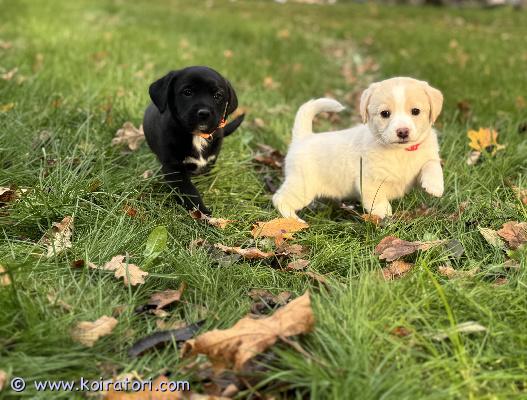 myydään sekarotuisia www.koiratori.com-ilmoitus Kahdeksan viikon ikäiset, energiset, sosiaaliset ja terveet pennut etsivät nyt omia, rakastavia kotejaan. Pennuista löytyy sekä uroksia että narttuja.

pennut ovat spanielin ja corgin jälkeläisiä. Niistä kasvaa pieniä aikuisia – aikuispaino jää noin 10 kilon paikkeille tai jopa sen alle. Säkäkorkeus tulee olemaan selvästi alle polven, joten nämä ovat mainioita pieniä seurakoiria.

luovutushetkellä pennuille on tehty madotus ja heille on laitettu mikrosiru.

nopein vastaus whatsappin kautta 0449583771