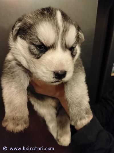 myydään huskymix www.koiratori.com-ilmoitus Varattavissa Duomessa 28.10 syntyneet salarakkauden tuloksena mix pennut. Pentueessa on 3 urosta ja 2 narttua. Kaksi urosta vapaana. 

Pennut ovat valmiita muuttamaan uuteen kotiin 7 viikon iässä 15.12, eli juuri sopivasti jouluksi kotiin. 

Pennut kasvavat lapsiperheessä ja tottuvat pienestä asti kodin kaikkiin ääniin, muihin koiriin ja kissoihin. Luovutettaessa ne ovat:
* madotettu säännöllisesti, viimeisin madotus ennen luovutusta
* terveystarkistettu eläinlääkärillä, josta ostaja saa todistuksen
* sirutettu ja ilmoitettu viranomaisrekisteriin 

Pennun ensimmäinen rokotus on 12 viikon iässä ja siitä vastaa ostaja. 

Pentujen emo on todella kiltti perhekoira, joka rakastaa kaikkia ihmisiä ja koiria. Viihtyy ulkona ympäri vuoden. Emo on puhdasrotuinen siperianhusky. 

Isä on keskikokoinen pon-labradorimix. Sillä on rento luonne ja tulee kaikkien kanssa toimeen. Todella kiltti perhekoira, joka rakastaa rapsutuksia. Kummallakaan vanhemmalla ei ole riistaviettiä.

Kuulostaako tämä sinulle sopivalta pennulta? Ota yhteyttä niin kerron mielelläni lisää vanhemmista ja pennuista. Lisää kuvia saatavilla sekä pennuista että vanhemmista.
Kerrothan vähän itsestäsi ja millaiseen kotiin pentu olisi tulossa. En vastaa pelkkiin kuvakyselyihin :). Pennun varausmaksu on 250 euroa ja loput 750 maksetaan noudon yhteydessä. Pennut asuvat Vöyrin kunnassa Pohjanmaalla. 