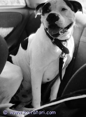 myydään ampulli www.koiratori.com-ilmoitus Myydään pikaisesti muuttuneen elämäntilanteen takia kohta 3 vuotias ampulli uros. 
vain hyvään kotiin.
lisätietoja kysymällä!
kerrothan samalla minkälainen koti sinulla olisi tarjota koiralle.