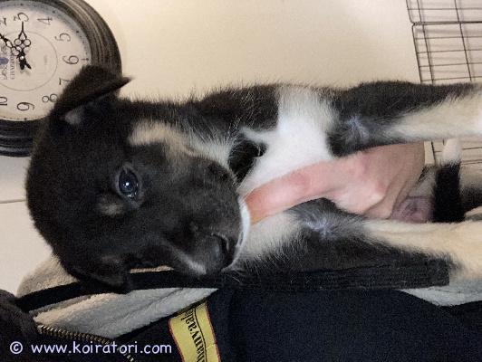 myydään sekarotuisia www.koiratori.com-ilmoitus Myydään sekarotuisia, alkukantaisia ja hieman metsästysviettisiä koiranpentuja 7urosta ja 2natua, joista varattavissa vielä 5 urosta. Pennut ovat syntyneet 25.09.2025, suomessa, laihialla pohjanmaalla. 
pennut hoidetaan hyvin, kasvavat olohuoneessa, joten tottuvat normaaleihin kodin ääniin, ihmisiin, kissoihin ja toiseen koiraan emon lisäksi. Madotetaan asianmukaisesti 3x ennen luovutusta, eläinlääkäri tarkastaa, siruttaa. Paljon käsitelty, sylitelty, harjoiteltu kynsien leikkuuta ja pesua. Sisäsiistiksi oppiminen hyvällä mallilla ja suurin osa tarpeista osuu paperiin. Myöhemmin tottuvat myös ulkoilemaan ja käymään tarpeilla omalla aidatulla pihalla. Näistä pennuista odotetaan energisiä, hyväpäisiä koiria moneen menoon. Näiden kanssa on suotavaa keksiä tekemistä, on se sitten lenkkeily, vetohommat tai luonnossa samoilu..

isä:husky/jämtlanninpystykorva mix.
emä: husky/ saksanpaimen-whippet- husky mix.

terveitä, iloisia, sosiaalisia perhekoiria.
pennut muuttaa ensi sijaisesti sitoutuneisiin ja rakastaviin, aikuisiin koteihin! viestillä lisää tietoja roduista ja vanhemmista.

luovutus 20.11.2025 pentujen saavuttaessa 8vko iän.
hinta 950€, josta varausmaksu 250€.