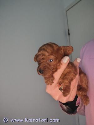 myydään kääpiövillakoira www.koiratori.com-ilmoitus Ihania kääppiövillakoiran pentuja.

luovutus alkaen 7vk

ennen luovutusta sirutetaan ja käyvät pentutarkastuksessa.

 madotus käytännön mukaan luovutukseen asti

100€  varausmaksu joka vähennetään loppusummasta pentua haettaessa. 