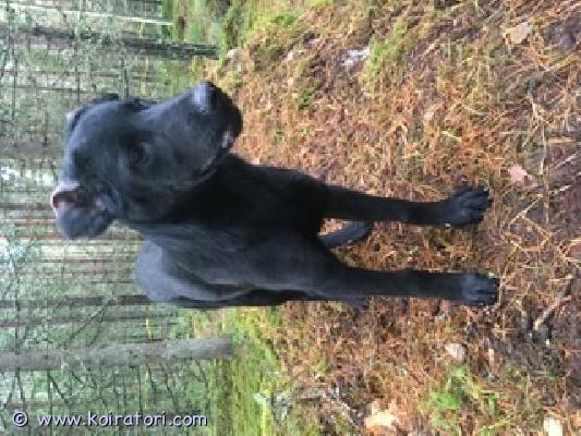 myydään sekarotuinen www.koiratori.com-ilmoitus Puoli vuotiaat, rakkauslapset, kahden pk-rodun sekoitukset etsivät omia oikeita koteja. 
isoja, aktiivisia, vahtivia, kainaloisia, kaikkiin harrastuksiin. 
sosialistaminen aloitettu, helppoja kouluttaa, nopeita oppimaan. Ei koirapuistokoiria. 
ei kerrostaloon. 
kaksi urosta ja narttu. Vanhemmat nähtävissä. Tottakai ell tarkastamat ja sirutettu. 
lisätiedot kysymällä. 