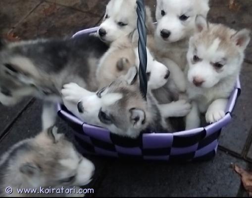 myydään siperianhusky www.koiratori.com-ilmoitus Siperianhusky pentuja ja eläinlääkärin tarkastamia ja lääkärintodistus mukaan. Vielä 2 naarasta ja 1 urosta jäljellä. Omien koirien pentue, terveet vanhemmat. Pennut syntyneet 2.10. Ja luovutus 27.11. Madotetaan, sirutetaan, liitetään ruokarekisteriin ja uusi omistaja sitten siirtää omille nimille siellä. Saavat pentumaitoa ja raksuja liotettuna lisäravintona. Ulkoilevat kovasti ja oppivat ulos asioille pikkuhiljaa. Tottuneet monen ikäisiin lapsiin. Liikunnalliseen kotiin. Varausmaksu 250 e joka väh.loppusummasta. 