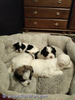 myydään tipsumix www.koiratori.com-ilmoitus Varattavissa 29.9 syntyneitä pentuja. Luovutus aikaisintaan 24.11 pentujen ollessa 8 vkoisia. Asianmukaiset tarkastukset ja toimenpiteet tehdään ennen luovutusta. Pennuista ruskea/musta/valkoinen on tyttö ja loput poikia. Pentujen emä on tiibetinspanieli ja isä maltan koira. Molemmat hyväluontoisia eivätkä ole haukkuherkkiä. 