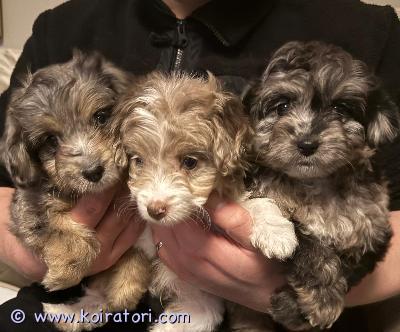 myydään sekarotuinen www.koiratori.com-ilmoitus Meillä kotona raisiossa 19.9. Syntyneet kääpiövillakoiran (emo) ja sheltin yhdistelmän reippaat pennut.

vanhemmat ovat terveitä ja sosiaalisia lemmikkikoiria. Emo meillä nähtävillä.

vapaana yksi poika ja neljä tyttöä.

pennut ovat eläinlääkärin tarkistamat ja siruttamat, tästä pentu saa mukaansa todistuksen.

pennut ovat saaneet kasvaa kodin yleisen hyörinnän keskellä, joten ovat tottuneet kodin ääniin, ihmisten käsittelyyn sekä myöskin lapsiin. 

asianmukaisesti madotettu eläinlääkärin ohjeiden mukaan.

luovutus alkaen perjantaina 7.11., jolloin pennut ovat 8-viikkoisia.

kerrothan hieman millaiseen kotiin pentu olisi tulossa.

osamaksu ei valitettavasti sovi.