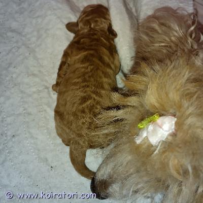 myydään villakoiramix www.koiratori.com-ilmoitus Pentu jouluksi kotiin! Luovutus on juuri jouluksi.  punainen pikku poika Sisu etsii omaa perhettä. Syntynyt 30.10-25 ja on ainoa pentu, oikea sisupussi. Aikuisena 4-6kg. 
Vanhemmat on terveeksi todettu. Emä on punainen kääpiö villakoira 75% mix 5kg ja isä on punainen kääpiö villakoira 6kg. Ei aluskarvaa vaan ns hypoallergia koira. Pitää valmistautua turkin trimmaukseen kun karvaa ei lähde vaan pitää trimmata. 
Pentu kasvaa perheen keskellä muiden koirien kanssa ja tottuu lapsiin ja lapsien käsittelyyn pienestä pitäen. Pentu totutetaan turkin trimmaukseen. 
Sisu luovutetaan sirutettuna, madotettuna 2 viikon välein, pentutarkastettuna ja asiallisesti rekisteröitynä. 
Varausmaksu 200€ jota ei palauteta mikäli ostaja peruu kaupat. Varausmaksu vähennetään loppumaksusta. Ei osamaksulla.