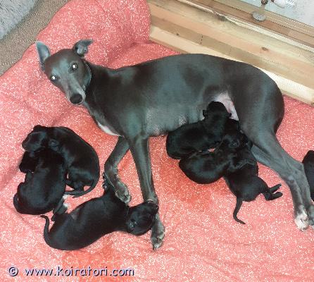 myydään whipoodle www.koiratori.com-ilmoitus 25.10. Syntyneet whippet 75 % - villakoira 25 % mixit.

vanhemmat miellyttäviä, tasapainoisia, ihmisläheisiä ja fiksuja seura- ja hararstuskoiria.

kummatkin virallisesti terveystarkastettuja. 
isovanhemmat myös tutkitusti terveitä.

emä whippet 11 kg 
lempeä, kuuliainen, hyvätapainen ja iloinen.

isä whippet × keskikokoinen villakoira 11, 5 kg
hyväntuulinen, avoin, aktiivinen ja oppivainen.

pennut tulevat luovutusikään 15.12. Alkaen, jolloin täyttävät 7 viikkoa.
luovutushetkellä pennut ovat kolmesti madotettuja, eläinlääkärin tarkastamia, sirutettuja sekä koira
RuViin rekisteröityjä.

lisätietoja vanhemmista ja yhdistelmästä annan mielelläni pennusta kiinnostumeille.
