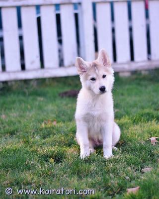 myydään siperianhuskyn www.koiratori.com-ilmoitus Kaunis siperianhuskyn pentu, puhdasrotuinen uros ja naaras, 3 kuukauden ikäinen.
kaikki rokotukset ovat ajan tasalla ja madotettu syntymästä lähtien kahden viikon välein.
ne ovat erittäin leikkisiä, älykkäitä ja erittäin hyviä lasten kanssa.
voin taata, että ne ovat enemmän kuin koiria, paras ystävä, jonka voit saada loppuelämäksesi. Joten jos haluat loppuelämän ystävän, soita, äläkä menetä tätä tilaisuutta, selvä. Kiitos.
arvostan suuresti, että käytit aikaa ilmoitukseni katsomiseen.