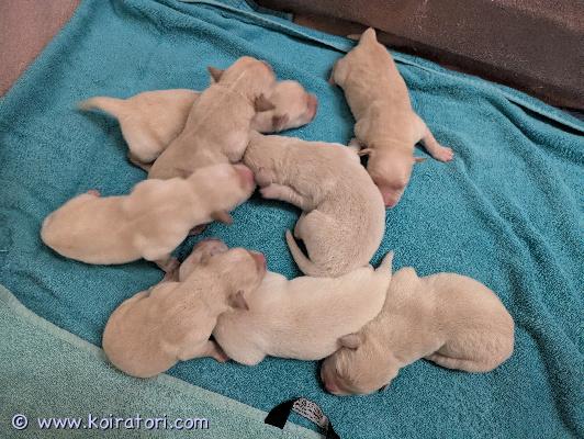 myydään sekarotu www.koiratori.com-ilmoitus Kirkkonummella syntyneet kultainennoutaja ja labbis sekoitukset etsivät hyviä koteja. 
5 poikaa ja 3 tyttöä.
pennut luovutetaan eläinlääkärin tarkastamina ja sirutettuina sekä useasti madotettuina. 
kasvavat lapsiperheessä. 
luovutus aikaisintaan 7 viikon ikäisinä. 
