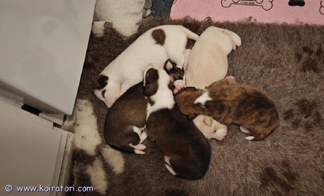 myydään bordercollie-australianpaimenkoira-whippet-mix www.koiratori.com-ilmoitus 22.10.2025 syntyneet (2 tyttöä ja 3 poikaa) bordercollie-australianpaimenkoira-whippet mix pennut vailla omaa ihmistään. Pentujen luovutus on aikaisintaan 7 viikkoisena, 10.12.2025.

pennut lähtevät uusiin koteihin:
- bio sensor ohjelman läpikäyneinä
- sirutettuina ja ruvin rekisteriin rekisteröityinä
- suositusten mukaisesti madotettuina (2, 4 ja 6 viikkoisina)
- laadukkaalla nappulalla sekä raakalihalla ruokittuina
- pentutarkastettuina ja silmäpeilattuina
- mahdollisimman hyvin sosialistettuina

pennun rokotus jää uudelle omistajalle. Pennut tullaan myös aika varmasti geenitestaamaan ennen myyntiä. Pennut ovat itä-vantaalla. Kyseessä on tarkoituksella tehty mix pentue. Pentujen myynnistä tehdään kirjallinen myyntisopimus ja pentujen mukaan tulee kaikki pennun paperit sekä pieni pentupakkaus jossa on mm. Muutama lelu, tuttua ruokaa, nameja jne.

pennuista vielä 1 tyttö ja 3 poikaa vapaana, pentuja ei varata värin tai kyselyjärjestyksen mukaan vaan pyritään etsimään oikea koti oikealle pennulle. Kodilta vaaditaan kiinnostusta terveystutkimuksiin (virallinen luustokuvaus 1v - 5v välillä, luustokuvauksesta otetaan 200e pantti joka palautuu kun viralliset kuvat on otettu, luustokuvausvaatimus lonkat+kyynärät+koko selkä), halukkuutta olla kasvattajaan yhteyksissä vielä myynnin jälkeen sekä osaamista kouluttaa koira. Kiinnostus kaikesta harrastamisesta katsotaan plussaksi. Pennut ja emä nähtävissä ja pentuja ja emää on tultava katsomaan luokseni ainakin kerran ennen luovutusta.

emä (bordercollie-australianpaimenkoira-whippet mix) tutkittu virallisesti tuloksin:
lonkat: b/b
kyynärät: 0/0
selkä: ltv0, va0, sp0 (puhdas)
olat: terve/terve
silmät tutkittu pentuna terveiksi, ei peilattu aikuisena uudestaan.

emä on geenitestattu ja on kaikista paimenkoirille tyypillisistä sairauksista geneettisesti vapaa (cea / hsf4 / pra / mdr1 / dm / huu), emä on noin 50cm ja 20kg. Ei allergioita tai herkkää vatsaa. Emä on harrastanut aikaisemmin agilitya, nykyisin noseworkkia, ei kisaa. Pentue on emän ensimmäinen ja viimeinen. Luonteelta emä on avoin, iloinen ja erittäin helppo harrastuskoira.

isä (whippet) on tutkittu virallisesti tuloksin:
lonkat: b/b
kyynärät: 0/0
selkä: ltv0, va0 (puhdas)
sydän: ok
silmät: muu vähämerkityksellinen kaihi (ei vaikuta koiran jalostuskäyttöön), lisää vähämerkityksellisestä kaihist kennelliiton sivulta:
https://www.kennelliitto.fi/kasvatus-ja-terveys/koiran-terveys/koiran-terveystutkimukset/silmapeilaus-tarkka-tutkimus

isä on noin 15kg. Kotikoira. Ei allergioita tai herkkää vatsaa. Luonteelta avoin ja iloinen, tuttuni koira, ulkomaantuonti.

pentujen suku ja suvun sairaudet muutamia koiria lukuun ottamatta on todella hyvin tiedossa, vastaan mielelläni kaikkiin pentuetta ja pentueen vanhempia koskeviin kysymyksiin :)

1500e/pentu, 200e palautuu virallisia lonkka-, kyynär- ja selkäkuvauksia vastaan (2-5v ikäisenä), viralliset kuvat vaativat omistajalta koiran rekkaamista kennelliiton fix rekisteriin.