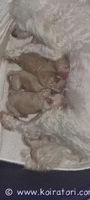 myydään bolognesemix www.koiratori.com-ilmoitus Kääpiö kokoiset uros pennut s.04.11.2025
pentujen emo on bolognese/cotton ja isä puhdasrotuinen pienikokoinen kääpiö villakoira.
molemmat vanhemmat ovat terveitä, suomessa syntyneitä kotimaisia koiria.

pennut kasvavat meillä lapsiperheessä tottuen arjen moniin askareisiin.

ennen luovutusta pennut käyvät eläinlääkärin tarkistuksessa, missä ne myös sirutetaan.