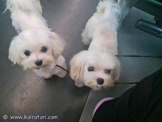 myydään maltankoira www.koiratori.com-ilmoitus Aivan ihanaluonteiset ja pienet narttu maltankoira neidit etsivät sitä parasta mahdollista, loppuelämän kotiaan.

juniori ikäisiä joten pentuvaihe jo ohi.

rokotukset ja loishäädöt ajantasalla, merkitty eu passiin.
eläinlääkäri tarkistanut heidät 9.6.2025.

rekisteröityjä, fci. 

lisätietoa ja kuvia sekä videoita sähköpostilla/whatsappilla 
yhteydenotot mieluiten aluksi sähköpostilla.

laitathan yhteydenottoon tietoa uudesta tulevasta kodista sekä mielellään puhelinnumerosi. 

sähköpostiosoite: 

touhutassun@outlook.com