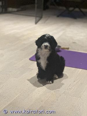 myydään bernedoodle www.koiratori.com-ilmoitus Kohta 12 - viikkoiset bernedoodlen pennut (berni x villakoira) väriltään musta valkoiset vielä omaa kotia vailla! valmiita uuteen kotiin pentupaketin kera! https://www.kennelsweetdog.com/