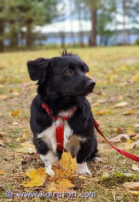 myydään sekarotu www.koiratori.com-ilmoitus Grigorius on varattu, toinen poika etsii koti!
tervetuloa tutustumaan !! luone on kulta.
poika on erittäin hyvä, fiksu, 
Erinomainen luonne. Terve psyyke. Jos minulla ei olisi omia koiria, ottaisin itselle.. mutta se ei ole mahdollista. Joten etsin kotia Grigoriukselle (hän on hyvin rauhallinen) ja hänen veljelleen (hän rakastaa katsoa televisiota ja jutella). Heidän siskonsa etsii myös kotia, mutta hän rakastaa minua niin paljon, että ajattelin jäädä täällä..
 spanieli, lapinporokoira ja muut rodut
etsimme pojalle (nimi on grigorius) kotia grigorius kasvanut maalla 0-7 kk asti , samassa talossa. 
ihana sekarotuinen grigorius-koira etsii  kotia.
grigorius on leikkaamaton, terve , monirotuinen sekoitus. Ikä on 7 kk ja paino on 11-12 kiloa.
grigorius  tottunut muihin koiriin . Luonteeltaan se on todella lempeä, , kiltti ja hyväntahtoinen. Ei ole arka ja sisäsiisti
. Syntymämaa latvia, synt aika 16.03.2025. Sirutttu ja rokotettu.( eläinläkäri haapajärvelta teki tarkastus, kaikki on kunnossa). Ei kovin aktiivinen, käy minun perä … rauhallinen .
paperit ovat kunnossa .
kerro itsestasi ja koirankokemus.
wa toimii 040-3200-116 laitan video. Meillä on kissa Muura 10 v .
ei ole arka, ihmisrakas
loppuelämän koti .
kärsämäki, suomi 