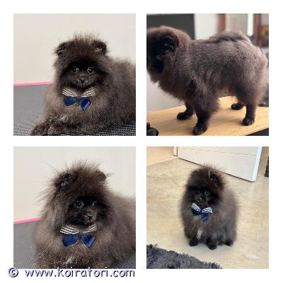 myydään pomeranian www.koiratori.com-ilmoitus Pomeranian pennut, pojat, ikä 5 kk.Ihanat ja terveet pojat. Leikkisiä ja sosiaalisia.Pennut ovat fiksut ja oppivat nopeasti.Mikrosiru, rokotukset, eu-passi löytyy.Täysin rokotettu ja voivat matkustaa Suomeen.Vanhemmat puhdas pomeranian.Pojat ovat valmiita muuttamaan uuteen kotiin. Luovutus heti.Pennut sijaitsevat Tallinnassa.Jos olet kiinnostunut laittaa viestiä kerrothan millainen koti sinulla olisi koiralle tarjota.Yhteydenotot mieluiten sähköpostilla.