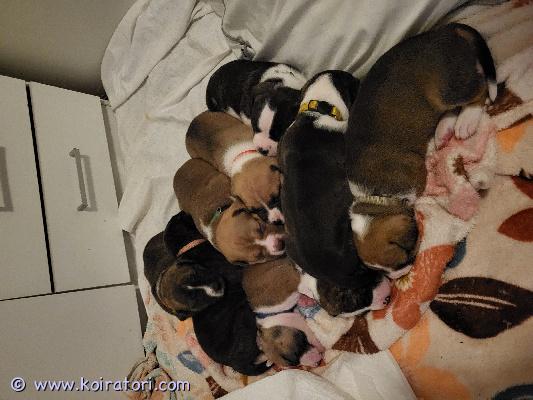 myydään sekarotuinen www.koiratori.com-ilmoitus Etsitkö koirasosiaalista koirapuisto koiraa? Jos vastasit kyllä, tämä ilmoitus ei ole sinulle.
Tai jos sinulla on päihdeongelmia, älä vaivaudu ottamaan yhteyttä. 
20.10.25 syntyi 9 pentua, 3 komeaa urosta ja 6 kaunista narttua.
Vaikka näitä pentuja ei ole suunniteltu, ovat ne silti rakastettuja, hyvin hoidettuja ja heille etsitään parhaat ja osaavat kodit. 
Nämä koirat kaipaavat johdonmukaisen, erittäin hyvän koulutuksen. Eivät sovellu missään nimessä ensimmäisiksi koiriksi ja myydäänkin ainoastaan koteihin, joissa on kokemusta vahvaluonteisista koirista ja koiranlukutaitoa. Pennuista tulee vahvoja, energisiä, itsepäisiä, lojaaleja, oman perheen koiria, joilla saattaa esiintyä vahti/suojeluviettiä.  Sopivat hyvin lapsiperheisiin, sillä pennut tottuvat lapsiin heti alkutaipaleella. 
Emä on avoin, hyvin ihmisystävällinen ja energinen neiti. Uroksen luonteesta emme tiedä, vain rotu on tiedossa. 
Teemme paljon töitä pentujen sosiaalistamisen eteen, jotta he saavat parhaan mahdollisen pohjan, jo ennen luovutusta. Olemme käyneet koiranpennun varhaisen sosiaalistamisen kurssin. Pennut luonnollisestikin käyvät eläinlääkärin tarkastuksessa, madotetaan ja sirutetaan.
Jos kiinnostuit ja uskot voivasi tarjota pennulle sopivan kodin, ota ensin yhteyttä sähköpostitse, kerro itsestäsi/perheestäsi, koirakokemuksesta, asuinpaikasta yms. Laita mukaan puhelinnumerosi, niin soitan sinulle ja keskustellaan enemmän. Koko perheen täytyy olla yhtä mieltä koiran hankinnasta ja koiran hankinta täytyy olla tarkkaan mietitty. Emme halua näitä missään nimessä kiertoon. 
Pentuja täytyy tulla katsomaan vähintään kerran ennen varaamista, varaamisen yhteydessä otamme varausmaksun 200e, jota ei palauteta ostajan peruessa, myyjän peruessa varausmaksun saa takaisin. 
Luovutus 8 viikon iästä 15.12 alkaen.  
