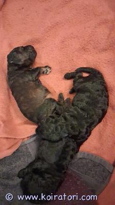 myydään kääpiövillakoira www.koiratori.com-ilmoitus Kääpiövillakoiran pennut  s.01.11.25
molemmat vanhemmat ovat suomessa syntyneitä kotimaisia koiria.

ennen luovutusta pennut käyvät eläinlääkärin tarkistuksessa, missä ne samalla myös sirutetaan.