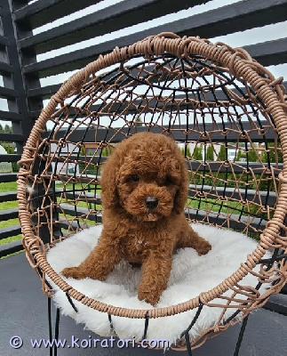 myydään maltipoo www.koiratori.com-ilmoitus Vapaat luovutusikuiset uros ja narttupentu.narttupentu on hiemän pienempi aikuspaino noin 3-3,5kg, urospentu noin 4 kg. Pennut on moneasti madotettu, sirutettu , eläinlääkärin tarkastama.annettu ensimmäinen nelosrokote ja molemmilla oma eu matkustuspassi.vanhemmat hyväluonteisia, terveitä pikkukoiria, emo kääpiövillakoira ruskea, isä malta koira. Pennut saa mukaan pentupakkauksen, kysy lisä