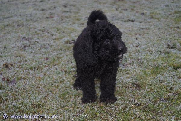 myydään Labradoodlepennut www.koiratori.com-ilmoitus 16.9.2025 Suomessa syntyneet labradoodlen (75% villakoira, 25% labradorinnoutaja) pennut etsivät omia koteja. Pennut ovat jo luovutusikäisiä ja valmiita muuttamaan, osa pennuista onkin jo lähtenyt. Jäljellä sekä tyttöjä että poikia. Pennut on madotettu useaan kertaan ja sosiaalistettu hyvin. Ne ovat tottuneet niin lapsiin kuin toisiin koiriinkin. Eläinlääkäri on tarkastanut pennut ja mikrosiruttanut ne. Pennut luovutetaan rekisteröityinä. Sisäsiisteyttä on harjoiteltu ahkerasti, tästä on helppo jatkaa uudessakin kodissa.

Labradoodle on ystävällinan, seurallinen ja allergiavapaa rotu, joka soveltuu niin aktiiviseen menoon ja meininkiin kuin rauhallisempaankin kotielämään.

Varausmaksu 300e. Toimintamme on yritysmuotoista, joten turvanasi on kuluttajansuoja. Katso lisää kuvia kotisivuiltamme ja tule paikan päälle tapaamaan pentuja; myös isä ja emän emä ovat meillä nähtävillä!