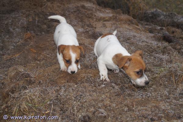 myydään Jackrusselinterrierit www.koiratori.com-ilmoitus Juuri luovutusikään tulleet kotimaiset russelipennut tarjolla. Uteliaat ja leikkisät pennut, jotka ovat tottuneet lapsiperheen arkeen ja normaaliin elämisen meteliin. Ovat olleet myös autossa ja matkustaneet hyvin. Emo oikein ystävällinen kotikoira, tervehtii niin tutut kuin vieraat. Pennut ovat käyneet eläinlääkärissä tarkastettavana ja mikrosirutettavana, lisäksi ne on madotettu ja rekisteröity.

Tutustuthan rotuun jo ennen yhteydenottoa, samaten sijaintiin, että se on mahdollinen. En vastaa pelkkiin kuvakyselyihin, tosiostaja tulee katsomaan pentuja ja emoa! Ei osamaksua.