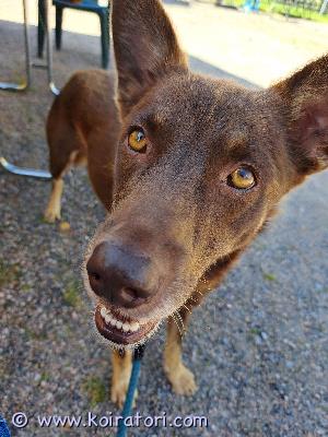 myydään sekarotuinen www.koiratori.com-ilmoitus 1.5v leikattu uroskoira etsii uutta kotia. Keskikokoinen, painaa n. 20kg. Koira on sisäsiisti ja kävelee nätisti hihnassa, ei ole remmirähjä. Osaa myös olla yksin kotona. Ei ole vapaana pidettävä, mutta muuten loistava kaveri pitkille lenkeille ja yhdessä puuhasteluun.

Rokotukset on voimassa 03/2026 asti, viimeksi madotettu 12.10.2025. Sirutettu ja siru on rekisteröity.