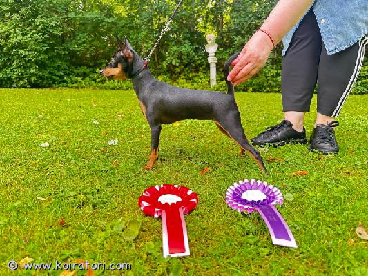 myydään prahanrottakoira www.koiratori.com-ilmoitus Myydään nuori prahanrottakoira narttu 20kk millgret holly, syntynyt 14.03.24 kennelissä “millgret” ekl/fci . Rekisteröityjä, ekl/fci sukutaulu, tlnjw25,tlnw25, viro jun mva. Madotettuina, rokotettu, sirutettu, omaavat eu eläinlääkäri passin. Hampaat 6×6, sakspurenta, hyvä luonne. Polvet ja silmät on tarkastettu: pl 0/0, silmät- ok. Pyydä lisätietoja sähköpostitse. Millgret@gmail.com , http://www.millgret.breeder.ee/h2-krys.html