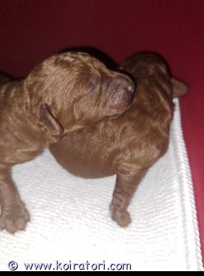 myydään kääpiövillakoira www.koiratori.com-ilmoitus Suomessa syntyneet 01.11.25 villakoiran pennut. 2 urosta etsii kotia. Pentujen emo ja isä ovat syntyneet suomessa.
pentujen vanhemmat ovat noin 4kg ja 28cm korkeita
pennut luovutetaan 7 vko iässä:
eläinlääkärin tarkastamana,
madotettuna säännölisesti ja 
sirutettuna.
Rokotus 12 vko iässä.
Pennut  tottuvat normaaliin perhe arkeen.  Harjoitellaan trimmausta, kynsien leikkausta ja harjausta ymm.
Pennuille haetaan rakastavaa loppuiän kotia. Kerron mielellään lisää vanhemmista ja pennuista,lisää kuvia ja videoita saa ottamalla yhteyttä
kerro itsestäsi ja millaiseen perheeseenkoira tulisi.
