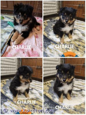 MYYDääN sheltie puppy www.koiratori.com-ilmoitus The kennel is selling a sheltie puppy: a tricolor male.
the puppy was born at the end of august and is ready to go to a new family.
the puppy is healthy, both parents having passed cea (eye) and dysplasia tests.
each puppy has an ekl/fci pedigree, a european passport, a microchip, age-appropriate vaccinations, and a sales contract.
i have whatsapp and viber support.
kennel myy uros shelttipentua: tricolor-uros.
pentu syntyi elokuun lopussa ja on valmis muuttamaan uuteen kotiin.
pentu on terve, molemmat vanhemmat ovat läpäisseet cea- (silmä) ja dysplasiatestit.
jokaisella pennulla on ekl/fci-sukutaulu, eurooppalainen passi, mikrosiru, iänmukaiset rokotukset ja kauppakirja.
minulla on whatsapp ja viber.