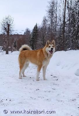 myydään itäsiperianlaika www.koiratori.com-ilmoitus Etsitään hyvää ja vastuullista loppuelämänkotia itäsiperianlaika mörölle. Mörö on vajaa 2-vuotias uros. Eläinlääkäri on todennut hänellä takajaloissa yliliikkuvat nivelet, jotka kipeytyvät liiallisesta rasituksesta.

pääsääntöisesti ollut ulkokoirana, vahtiviettiä löytyy. Ilmoittaa vieraat haukkumalla. Ei ole kuitenkaan koskaan ollut agressiivinen. Tottunut lapsiin. Ei pidä kissoista.

ei pelkästään sisäkoiraksi. Mukava lenkkikaveri taikka pihavahti. Maltillisesti koiraa kuunnellen voi käyttää myös metsästykseen.

kennelliiton rekisterissä, sirutettu, rokotettu ja madotettu. Hinta neuvoteltavissa hyvän kodin löytyessä. Ota yhteyttä!