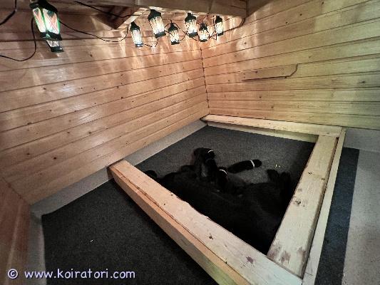 myydään labradorinnoutaja www.koiratori.com-ilmoitus Meidän rakas labbis sai maanantaina 10.11. 8 pentua – 4 tyttöä ja 4 poikaa, joista 1 on ruskea ja 7 mustia. Vaikka luovutukseen on vielä aikaa, haluamme aloittaa perheiden etsinnän hyvissä ajoin.

emme ole ammattikasvattajia. Halusimme perheellemme kokemuksen pentujen syntymästä ja hoidosta – ja tämä matka on ollut jo nyt ikimuistoinen. Pennuille on rakennettu oma lämmin pesä saunaan, jossa jouluvalot tuovat tunnelmaa. Pentulaatikko tehtiin papan kanssa, rakkaudella ja käsityönä.

asumme järven rannalla, jossa emo ui kesäisin joka päivä ja juoksee pallon perässä loputtomiin. Hän on ollut mahtava leikkikaveri meidän 5-vuotiaalle tyttärellemme jo kolmen vuoden ajan – lempeä, leikkisä ja uskollinen.

???? meillä ei ole vaatimuksia – vain yksi toive:
toivomme, että jokainen pentu pääsee kotiin, jossa halutaan juuri tämä hulvaton, energinen ja rakastava rotu elämänkumppaniksi. Labradori on perhekoira isolla sydämellä – leikkisä, uskollinen ja aina valmis seikkailuun. Meille tärkeintä on, että pennut saavat kasvaa rakastetuiksi, aivan kuten emo on ollut meille: osa perhettä, ystävä ja ilon tuoja jokaiseen päivään.