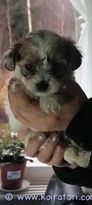 myydään mixpennut www.koiratori.com-ilmoitus Pennut etsivät rakastavia koteja! pennut syntyivät 30.9.2025 (tyttö ja poika) ja ovat valmiita muuttamaan uusiin koteihin 18.11.2025. Pennut ovat eläinlääkärin tarkastamia ja luovutetaan uusiin koteihin madotettuina/sirutettuina nämä suloiset pennut ovat kasvaneet rakastavassa perheympäristössä ja ovat erittäin sosiaalisia ja tottuneet kodin ääniin ja ihmisiin. Pentujen emä on nähtävissä ja on luonteeltaan kiltti ja rauhallinen. Emä on biewer ja isä Bishon. Tämä mix rotu on allergia ystävällinen. Ota yhteyttä ja kerro millaisen kodin voisit pennulle tarjota!