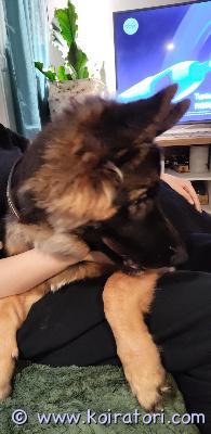 myydään saksanpaimenkoira www.koiratori.com-ilmoitus 22.6-25 syntynyt saksanpaimenkoiran uros pentu etsii sitoutunutta kotia loppu elämäksi. Koira on erittäin aktiivinen ja peloton. Pentu on sirutettu ja eläinlääkäri tarkastanut. Lisä tiedot saat vain soittamalla. 