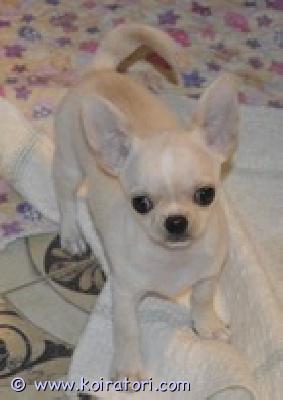 MYYDääN chihuahua www.koiratori.com-ilmoitus Chihuahua, poika, syntynyt 15.08.2025, lyhytkarvainen, kaunis ja iloinen. Saatavilla rakkaaksi lemmikiksi perheeseen. Sukutaulu, eurooppapassi, mikrosiru, rokotukset ja madotukset.toimitus helsinkiin on mahdollinen .p.358449703263lisätietoja: kitanakitana1234@bk.ru