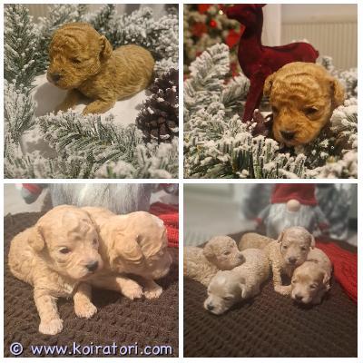 myydään bolognesemix www.koiratori.com-ilmoitus Kääpiö kokoiset pennut s.04.11.2025pentujen emo on bolognese/cotton ja isä puhdasrotuinen pienikokoinen kääpiö villakoira.molemmat vanhemmat ovat terveitä, suomessa syntyneitä kotimaisia koiria. 150€ varaus maksu joka vähennetään loppu summasta.pennut kasvavat meillä lapsiperheessä tottuen arjen moniin askareisiin.ennen luovutusta pennut käyvät eläinlääkärin tarkistuksessa, missä ne myös sirutetaan.