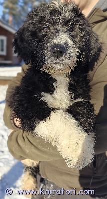 myydään bernedoodle www.koiratori.com-ilmoitus Luovutusikäinen bernedoodle (berni x villakoira) vielä kotia vailla! sosiaalinen, iloinen ja reipas, muihin koiriin tottunut. Turkki vaatii trimmausta. valmis uuteen kotiin!tutustu https://www.kennelsweetdog.com/