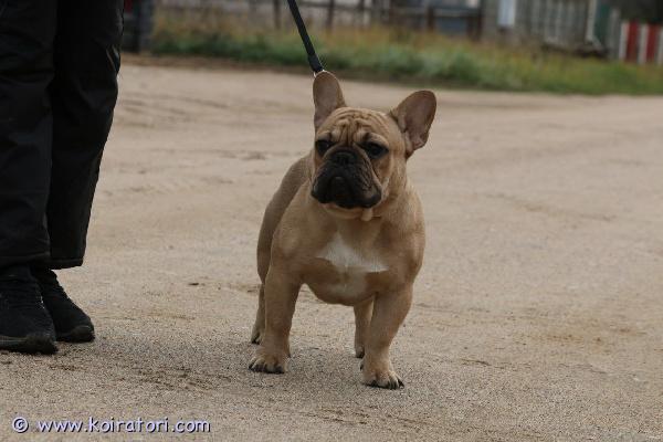 myydään ranskis www.koiratori.com-ilmoitus Kennel ( valko venäjältä) etsii kotia 2 ranskille . Uros ( syntynyt28.03.2025 ) ja narttu ( syntynyt 28.03.2025 ) . Hinta 600€ per koira + 1050 toimitus suomeen ( tulli maksu, rabies testi, rekistroiti) .  toimitus viroon -100€ , toimitus riika asti  -300€ tutustu ensin omistajan sivuhttps://www.facebook.com/pononarishka ja voit kirjoittaa suoraan olgalle tai minulle wa 040-3200-116 varausmaksu on , kuljetusfirman tilille!  Paperit ovat kunnossa ja sa köydä näyttelyissä jos on halu…