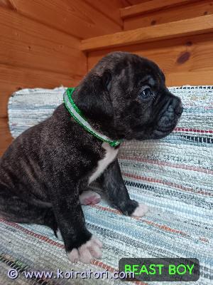 myydään mix-pennut www.koiratori.com-ilmoitus Kahden rodun mix-pentueen pennut vailla uutta loppuelämän kotia!Suloiset ja vauhdikkaat 30.10.2025 suomessa syntyneet supersankarit etsivät nyt kotejaan. Vahtikoiria paimen- ja metsästysominaisuuksilla.Kolme narttua;-Wonder woman / varattu-Ghost=spider-RavenKuusi urosta;-Beast boy -Batman-Moon Knight-Wolverine-Michelangelo-Nightwing / varattuNyt mahdollisuus saada pukinkonttiin maailman paras joululahja!Uudelta kodilta odotetaan;-aiempaa kokemusta=tietämystä ja tuntemusta vahvaluonteisista koirista-päättäväisyyttä ja johdonmukaisuutta-periksiantamattomuutta=rakkautta ja hoivaa-sitoutumista ja aikaa=tarpeeksi tilaa ja virikettäEmme myy;=ensimmäkseksi koiraksi-kodinvaihtajiksi-sitoutumattomilleKerrothan heti ensimmäisessä viestissä itsestäsi ja perheestäsi, millaiseen kotiin koira olisi tulossa sekä kokemuksestasi.kodit valitaan tarkoin.Ennen yhteydenottoa mietithän tarkoin, oletko valmis pentuun, joka kasvaa isoksi aikuiseksi koiraksi. Kerron mielelläni lisää roduista ja vanhemmista, jotka ovat omia koiriamme. Isä vahtikoira paimenominaisuudella/ rodun aikuispaino uroksella n.55kg.Emä vahtikoira metsästysominaisuudella/ rodun aikuispaino nartulla n. 35-40kg. Molemmat rodut vahvoja, lihaksikkaita ja vahvarakenteisia. Potentiaalisten ostajien kesken jatketaan keskustelua puhelimitse. Pentuja ja vanhempia saa tulla katsomaan, emmekä ennen tapaamista suorita ostoa tai varausta. Varauksen yhteydessä allekirjoitetaan varaussopimus kirjallisena sekä suoritetaan varausmaksu 200€, joka vähennetään kokonaissummasta. Osto- ja myyntisopimus allekirjoitetaan pennun haun yhteydessä, jolloin maksetaan myös loppusumma 700€.Pennut lähtevät uusiin koteihin;-eläinlääkärin tarkastamina + todistus terveystarkastuksesta-sirutettuina =madotettuina madotusohjelman mukaisesti: kahden viikon iästä lähtien, kahden viikon välein-kynsienleIkkuuseen, ulkoiluun vapaana ja kiinni totutettuina, pantaan ja hihnaan totutettuina sekä sosiaalistettuina =lapsiin, kissoihin, koiriin, pupuihin ja vieraisiin totutettuina=sisäsiisteyskoulutus aloitettuna=pentupaketin kera-rokotus jää uudelle omistajalle 12vkon iässäSamoin kuin ostaja valitsee meidät ja meidän kasvatin, me valitaan myös ostaja.Myyjä/kasvattaja, Inka R