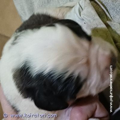 MYYDääN saintbernard www.koiratori.com-ilmoitus Puppies of bernhardin . All puppies will be sold with an (inernational) pedigree from the estonian kennel union; puppies will be chipped, update on all the required vaccines and dewormed. You can reserve a puppy now. You’re welcome to come and see the puppies. If necessary, the puppies can be delivered to tallinn /helsinki.contact: marve.jarvala@gmail.com sukutaulu fci (ekl) antautuminen (ei ennen 7 ndl).  toimitushetkellä rokotettu iän mukaan, sirutettu, eu -eläinlääkärin passi, ekl -sukutodistus, loistorjunta tehty.  marve.jarvala@gmail.com ekl.  bernhardim pennut, sirutettu siirron yhteydessä, rokotettu, loistorjunta tehty, eu -eläinlääkärin passi. Sopimus, eu eläinlääkärin passi, fci / ekl -sukutodistus, siru, rokotteet.  puh. +37253481711