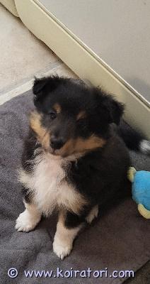 myydään shetlanninlammaskoira www.koiratori.com-ilmoitus 20.9.2025 syntynyt 9 viikkoa vanha narttupentu etsii vielä rakastavaa kotia. Vanhemmat ovat agiltyssä menestyneitä ja kaikinpuolin terveitä ja hyväluonteisia. Pentu myydään eläinlääkärin tarkastamana, mikrosirutettuna ja rekisteröitynä. 